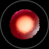 Rhizome - развитие