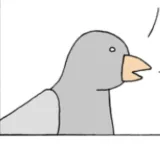 Pigeon - noticias