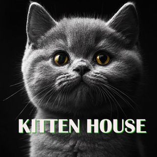 Kitten House - крипто котики бот