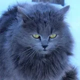 Funny Videos Cats - dogs