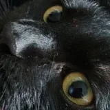 Aeste THICC Arsch - Cat Arsh