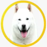 Ainu SwapToken- anuncios