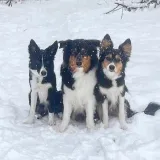 Airy & Raven & Fly - Dogs