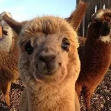 Alpaca Invest - инвестиции