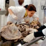 Morfología - Anatomía e histología