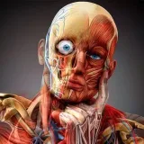Anatomía material