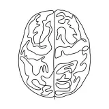 Anatomy Fact - Medical Facts