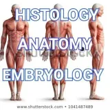 AnatomíaVídeos- anatomía e histología