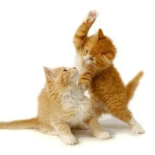 Animals Telegram - фото и видео
