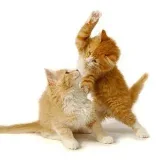 Animals Telegram - photo and video