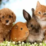 Animals Love- animal videos