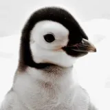 Animals Nature - photo wallpaper