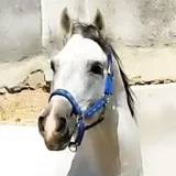 Asil de Khuzestán - Caballos
