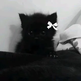 AS TIK - личный дневник