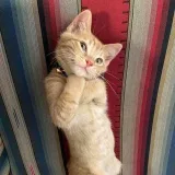 Awww - animales lindos