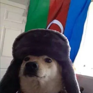 Cute Azerbaijani Doggo - азербайджанские собаки