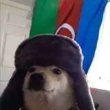 Cute Azerbaijani Doggo - азербайджанские собаки