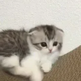 -soon - анонсы релизов