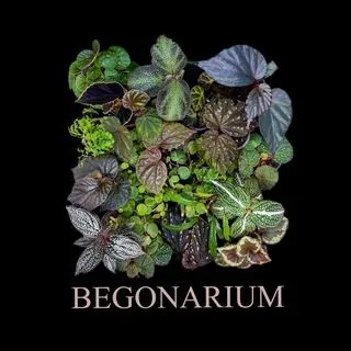 Begonarium - редкие бегонии и растения