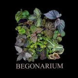 Begonario - begonias y plantas raras
