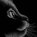 Bellas Mascotas- información sobre animales