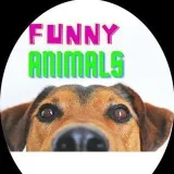 Animales divertidos - best.funny_animals