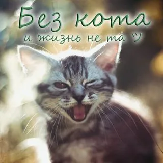 Без Кота и Жизнь Не Та