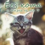 Без Кота и Жизнь Не Та