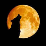 Wolf MoonBinary Signals- accurate options signals
