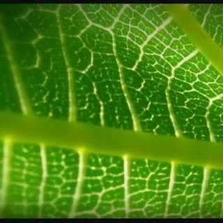 Bio - биология