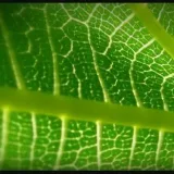 Bio - биология