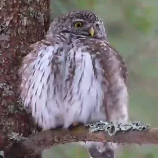 Bird Life - туры и наблюдение птиц
