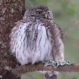 Bird Life - туры и наблюдение птиц