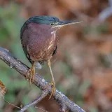 Birds.Birds.Birds. - фото птиц