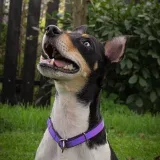 Jack Russell Blacki - юмор и мысли