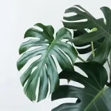 Florecimiento y crecimiento - cuidado de plantas