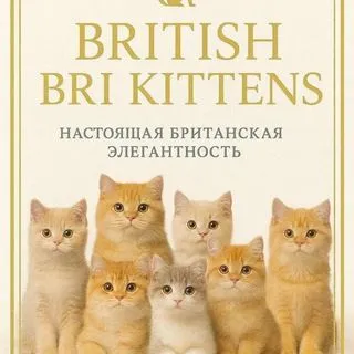 British Cats - британские котята