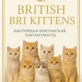 British Cats - British kittens.