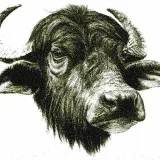 Bufalegram - falsificación de verificación de hechos