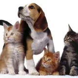 Cani Gatti - Animales y vídeos