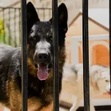 Canine Paradise - советы для владельцев собак