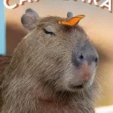 Happy Capybara - Capybara diary