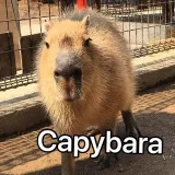 Capybaras - капибары ежедневно