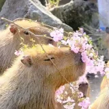 Capyhelp - capibara y biología
