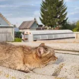 Клуб Сильных Котят - юмор котиков