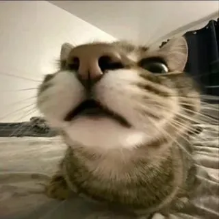 коты на связи - мемы
