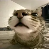 коты на связи - мемы