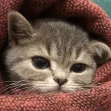 CATsWORLD- Seal world