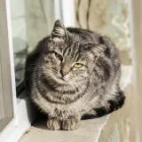 Tubo de gato - fotos y video de gatos