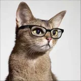 Gato en IT - IT exámenes